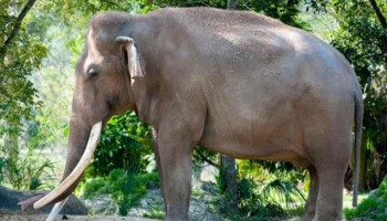 Fallece Dalip, el elefante más longevo de estados Unidos