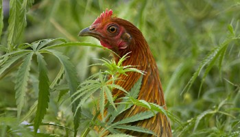 Tailandia: Granja agrega cannabis en la comida de sus pollos en lugar de antibióticos