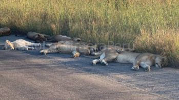 Leones De Sudáfrica Duermen En Carreteras A Falta De Turistas