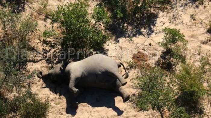 El Motivo De La Muerte De Cientos De Elefantes En Botsuana